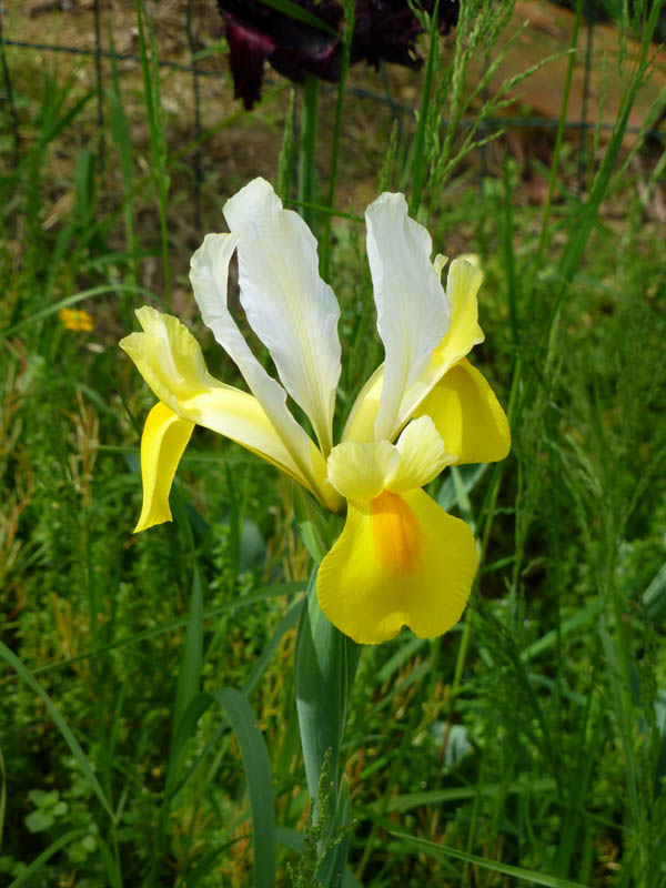 Iris hollandica hort. photo